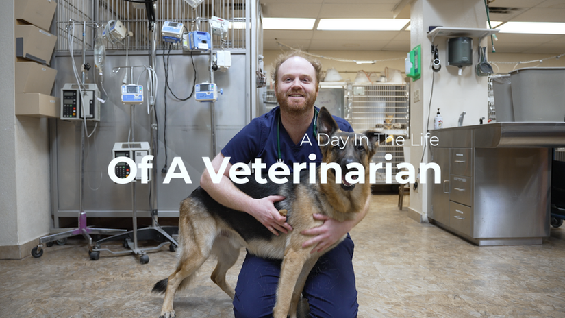A Day In The Life Of A Veterinarian At Alta Vista